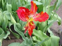 Parrot tulip