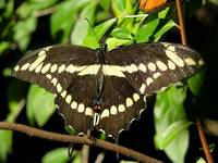 Papilio cresphontes