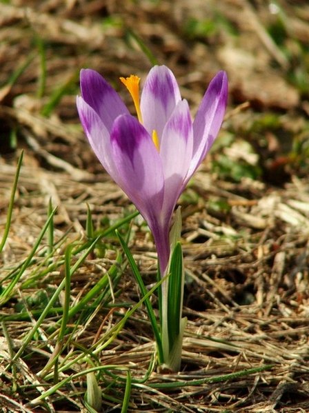 fioletowa wiosna pod Babią