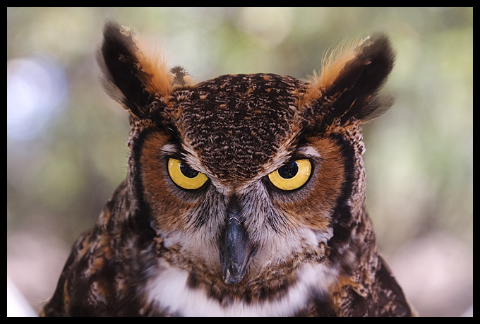 Short Eared Owl