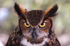 Short Eared Owl