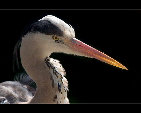 Czapla siwa (Ardea cinerea)