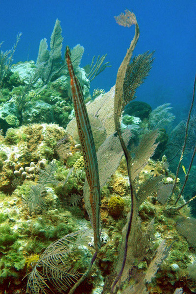 Trumpetfish (Aulostomus maculatus)