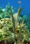 Trumpetfish (Aulostomus maculatus)