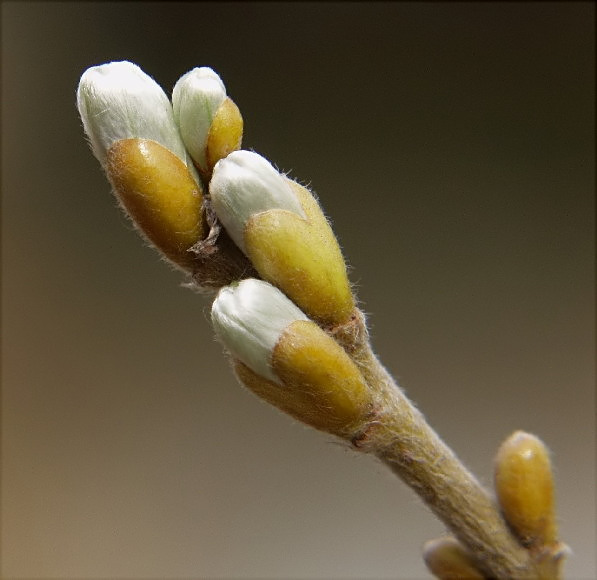 20-SALIX HELVETICA  wierzba szwajcarska