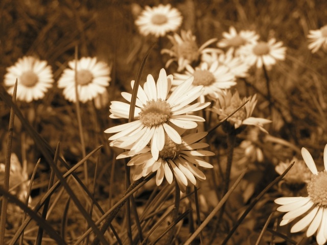 Bellis Perennis