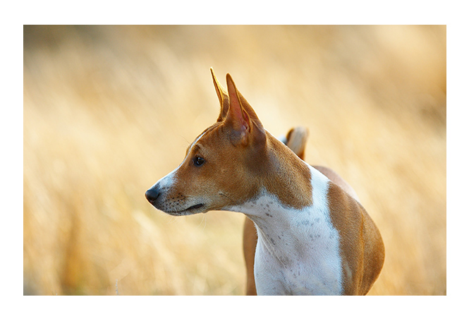 basenji