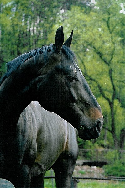 mój Kary (prawie)