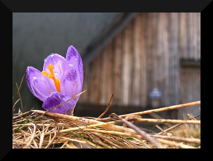 krokus:)