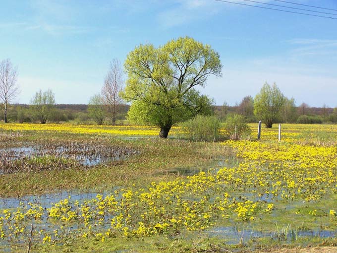 wiosna nad Biebrzą