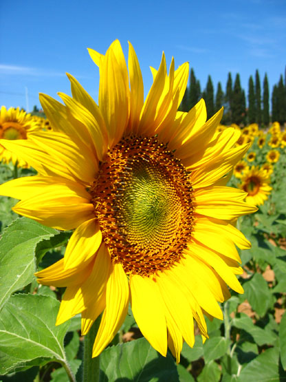 SunFlower