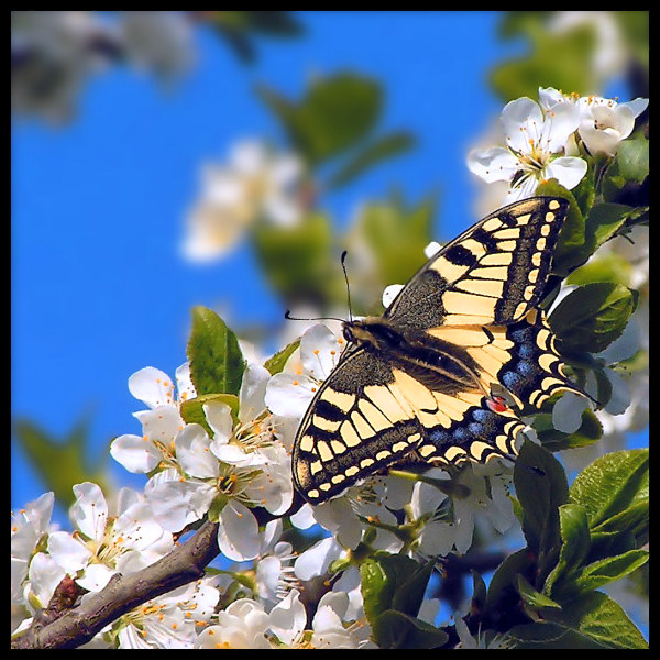 Paź królowej (Papilio machaon)