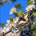 Paź królowej (Papilio machaon)