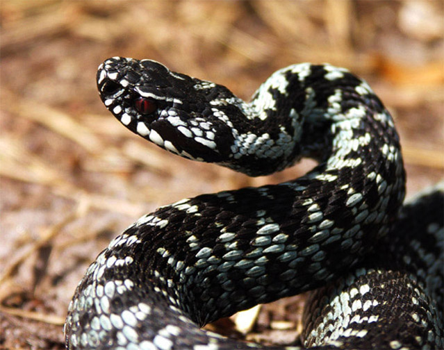 Żmija zygzakowata (Vipera Berus)