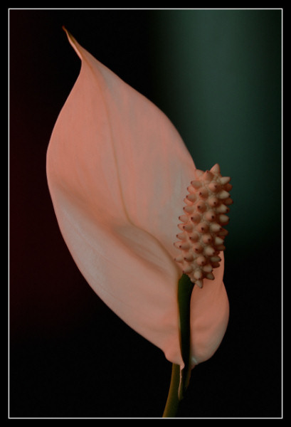 Spathiphyllum