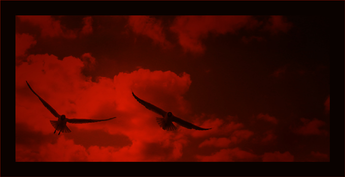 Birds in red