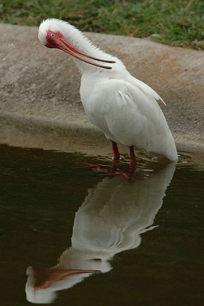 Ibis