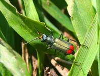 Malachius bipustulatus - Bęblik dwuplamek