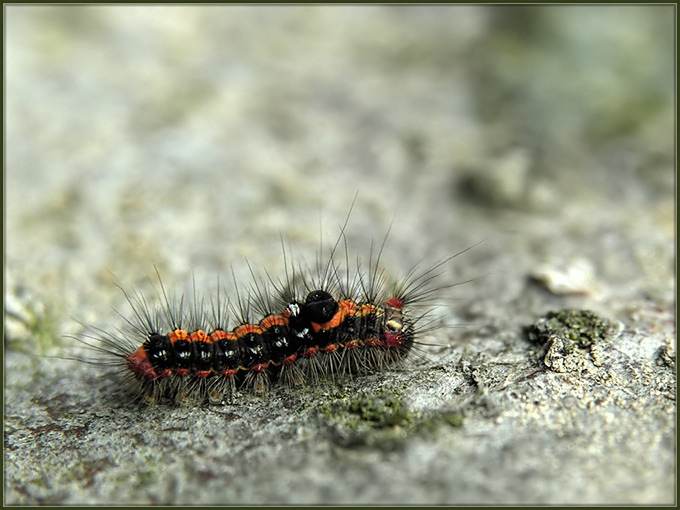 Kuprówka złotnica (Euproctis similis)