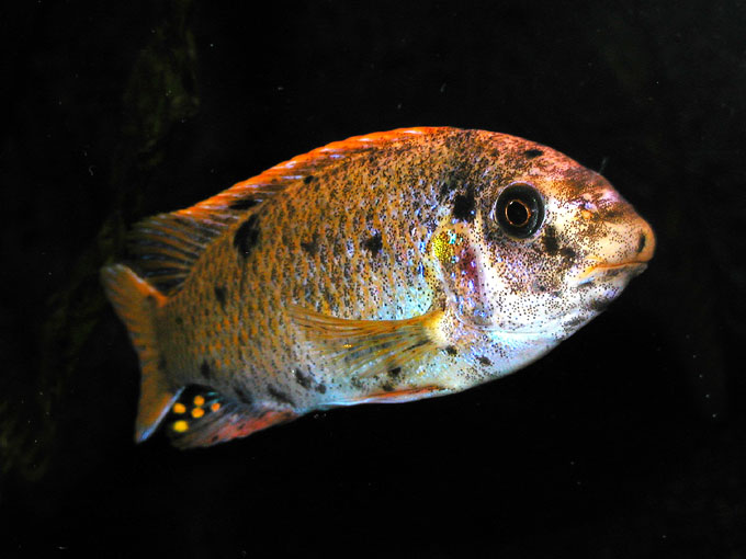 Labeotropheus fuelleborni