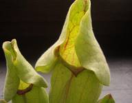 sarracenia