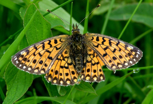 Motyl