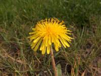 Yellow flower