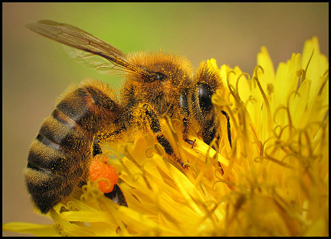 Pszczoła miodna (Apis mellifera)