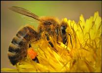 Pszczoła miodna (Apis mellifera)