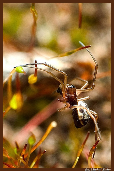 Alpinista