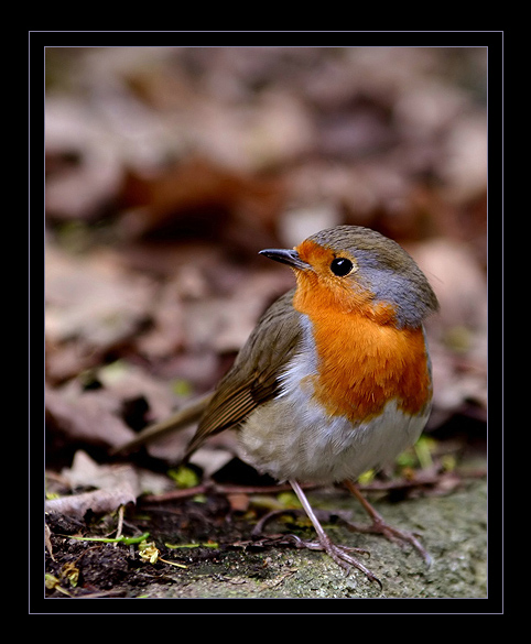 Rudzik(Erithacus rubecula)