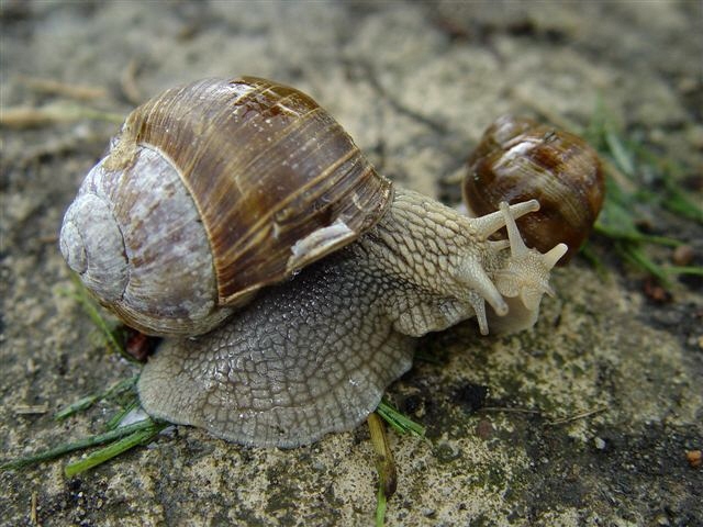 * zakochani są wsród ... *