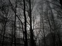 DarkForest