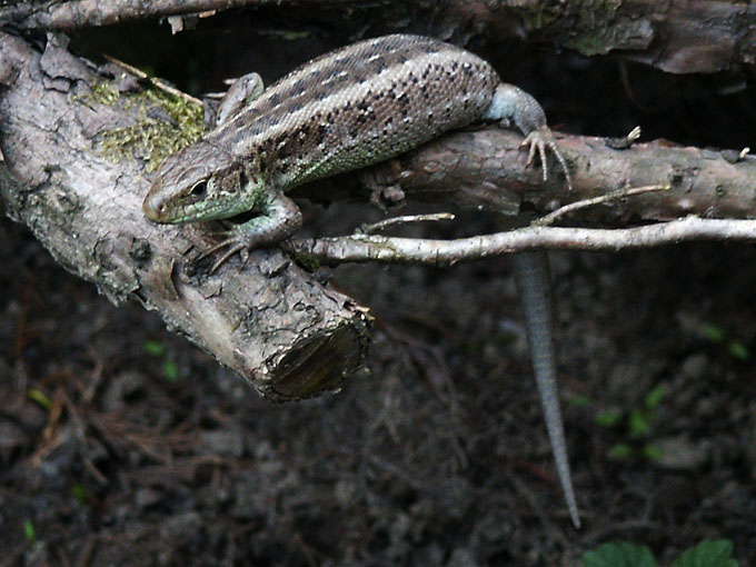 Iguana