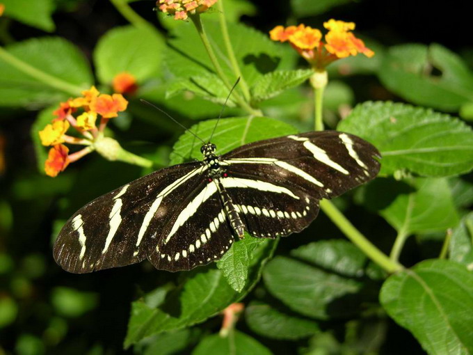 Heliconius charitonius