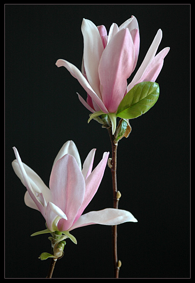 Magnolia