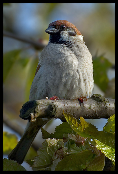 Little bird