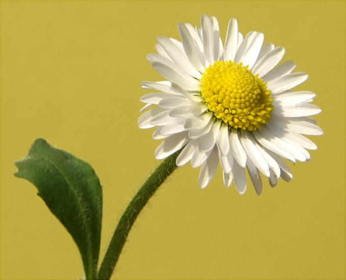 21-BELLIS PERENNIS  stokrotka pospolita