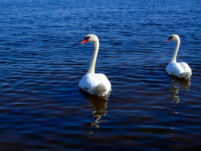 Jezioro Łabędzie