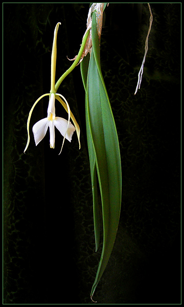 Epidendrum parkinsonianum