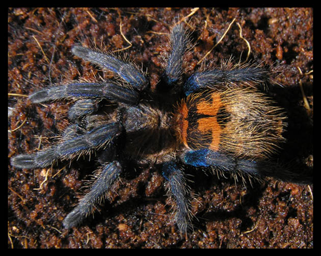 &lt;&lt;Chromatopelma cyaneopubescens&gt;&gt;