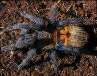 &lt;&lt;Chromatopelma cyaneopubescens&gt;&gt;