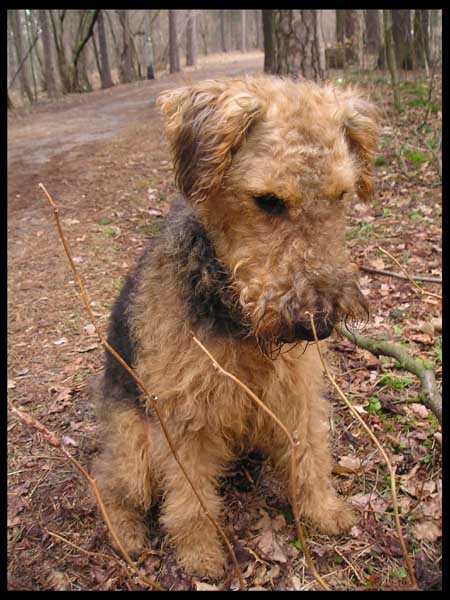 Airedale Terrier-Wega