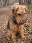 Airedale Terrier-Wega