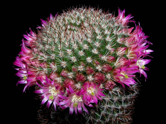 Mammillaria