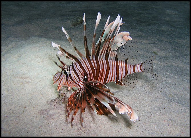 Pterois volitans