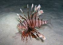 Pterois volitans