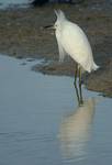 Snowy Egret