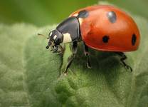 Biedronka siedmiokropka (Coccinella semptempunctata)