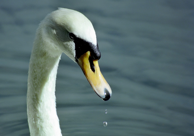 I swan